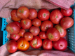 IMG_20240903_092644_1600